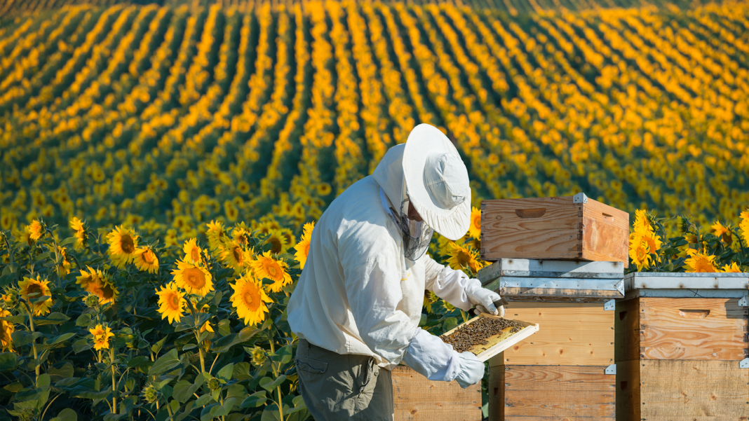 Beekeeping Jackets